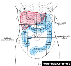 The liver cleans the blood and helps remove toxins from the body. (From the book Anatomy of the Human Body; illustrator Henry Vandyke Carter, 1918.)