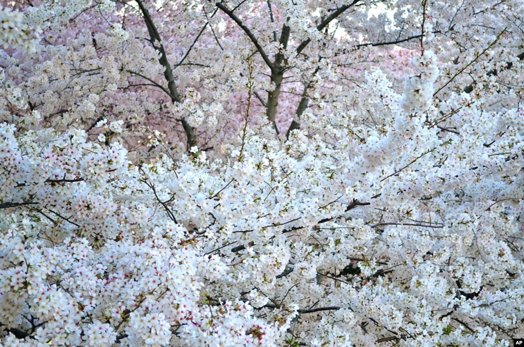 The thick canopy of blossoms in Washington. (Photo: Danny Mac)