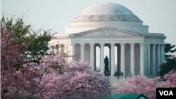 Los cerezos frente al monumento a Jefferson en la capital del país.