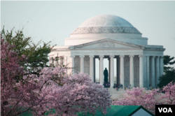 The Jefferson Memorial can be seen through cherry blossoms in full bloom along the Tidal Basin in Washington, DC, April 13, 2014. (Elizabeth Pfotzer/VOA)