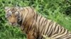 印度南部野生老虎 受民兵保護