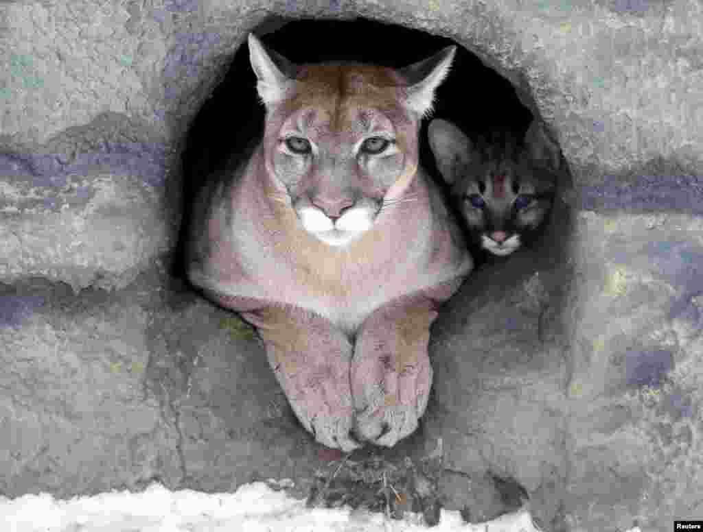 Ice, a three-year-old female North American cougar, and its two-month-old cub look out of their den at the Royev Ruchey zoo in a suburb of the Siberian city of Krasnoyarsk, Russia.