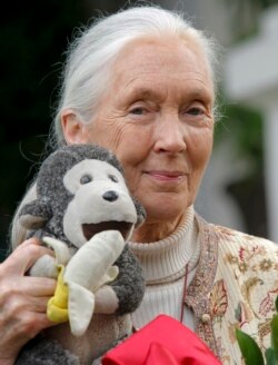 Dalam foto yang diambil Rabu 25 April 2012, pakar simpanse Jane Goodall memegang boneka monyet yang dibawanya ke mana pun ia bepergian, di Pasadena, California (Foto: AP/Nick Ut-file)