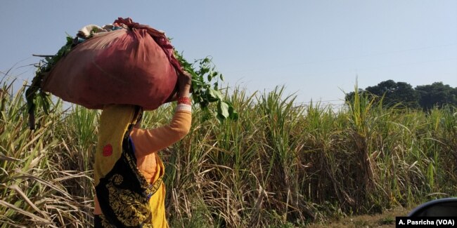 Across thousands of villages like Didoli in Uttar Pradesh, people are seeking assurances from the government that their fields will be protected from cows that maraud their fields.