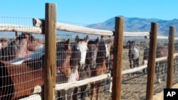 In this June 5, 2013 photograph, horses stand behind a fence at the Bureau of Land Management's Palomino Valley holding facility in Palomino Valley, Nev. 