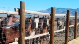 Wild horses are rounded up.