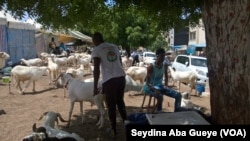 Assane Diop, au milieu de ses moutons, à Dakar, le 27 août 2017. (VOA/Seydina Aba Gueye)