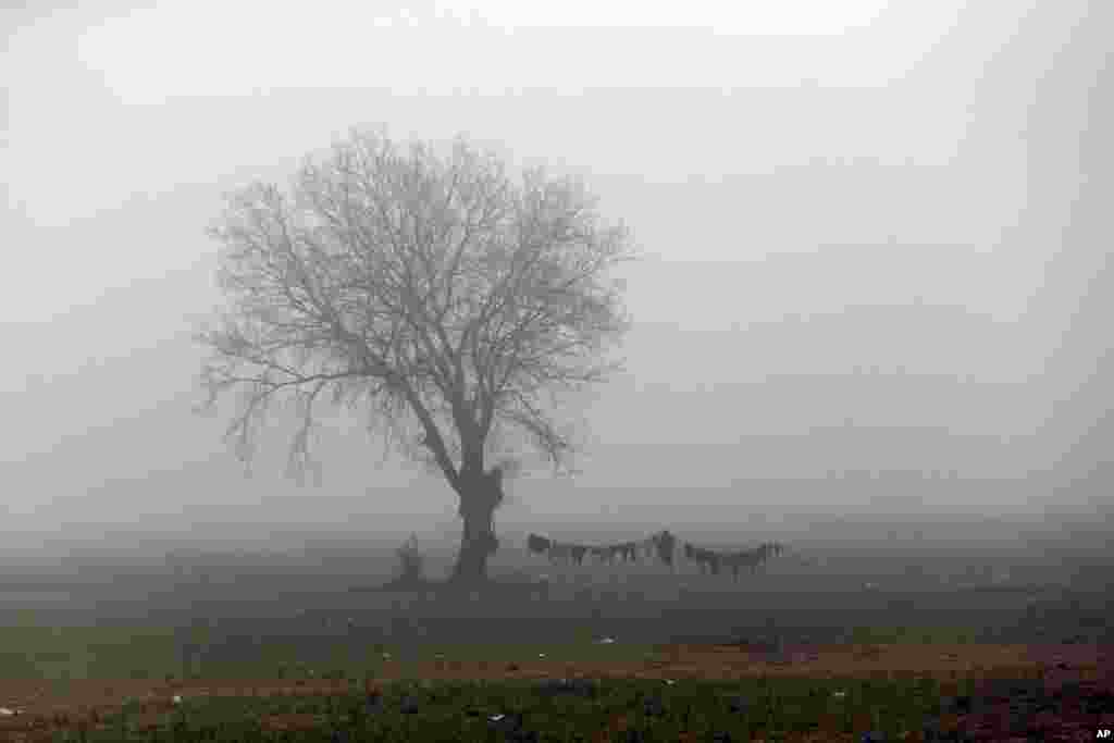 An early morning fog covers the makeshift camp at the northern Greek border point of Idomeni, Greece.