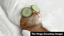 To deal with the stress of terrorist threats in Brussels, Belgium, social media users have posted cat pictures. The Verge website attributes this image to @exTimUpperClass.