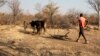Des milliers d'éleveurs menacés par la sécheresse en Angola