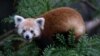 Pandas rojos vuelven al Zoo de Washington