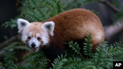 Conocido con los nombres de panda chico y panda rojo pero tiene más similitudes con los mapaches y las comadrejas. Es un mamífero arbóreo de reducido tamaño y escasa popularidad. Se encuentra mayormente en Asia, en las montañas Himalaya, al norte de Birmania, en Nepal, en la región Sikkim de la India y en los distritos Sichuan y Yunnan de China.