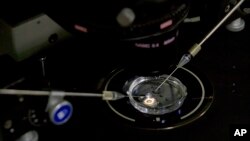 FILE - An embryo receives a small dose of Cas9 protein and PCSK9 sgRNA in a sperm injection microscope in a laboratory in Shenzhen, in southern China's Guangdong province, Oct. 9, 2018.