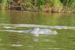 Anak dan Induk Pesut Mahakam yang sedang berenang lambat di sungai. (Foto: Yayasan Konservasi RASI)