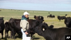 Brother Placid Gross has cared for the Assumption Abbey cattle herd for 50 years.