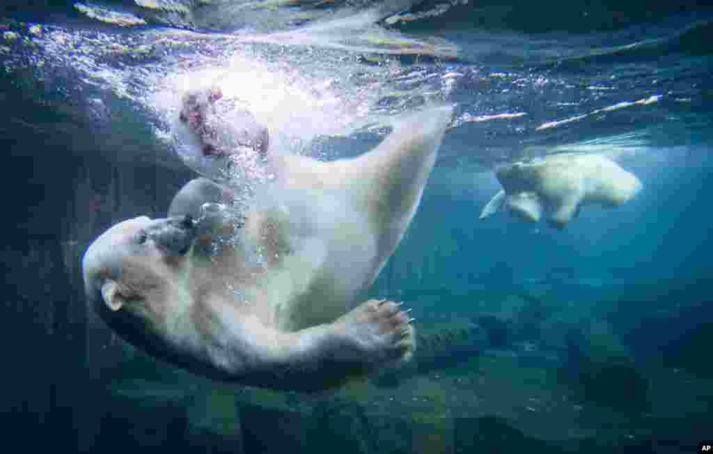 Two polar bears dive for ice cream cakes in the water at the zoo in Hanover, Germany.