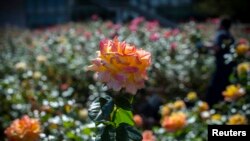 Roses bloom in the United Nations Rose Garden on a warm autumn day at U.N. headquarters in New York, October 8, 2014. (Photo / Reuters)