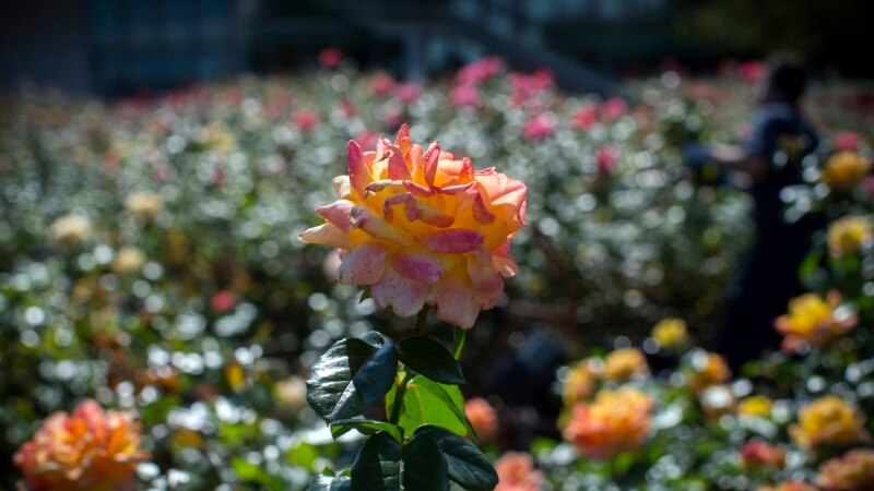 Take Time to ‘Stop and Smell the Roses’