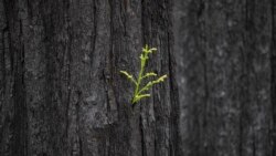 Quiz: Longleaf Pine Trees Give Us More than Just Wood