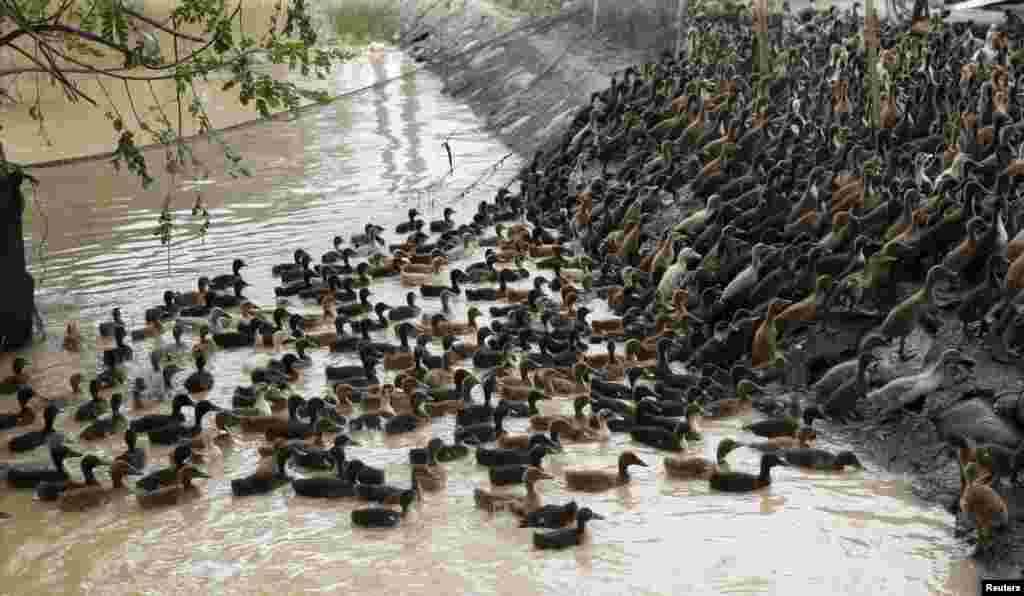 A flock of ducklings swims toward a temporary pen after being evacuated due to flooding in Jaen, Nueva Ecija in northern Philippines, after the province was hit by Typhoon Koppu.