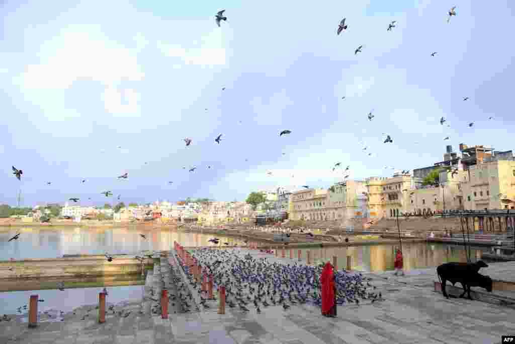 A woman feeds pigeons with grain at the Pushkar Lake in the Indian state of Rajasthan.