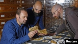 Paleontologist Cristiano Dal Sasso (L) and co-authors Simone Maganuco and Andrea Cau (R) examine the bones of the Jurassic dinosaur Saltriovenator, at the Natural History Museum of Milan, December 18, 2018. (Reuters Photo)