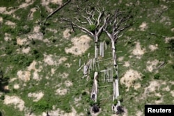 Fallen trees are seen during an operation to combat illegal mining and logging conducted by agents of the Brazilian Institute for the Environment and Renewable Natural Resources, supported by military police, in the municipality of Novo Progresso, Para State, northern Brazil, Nov. 11, 2016.