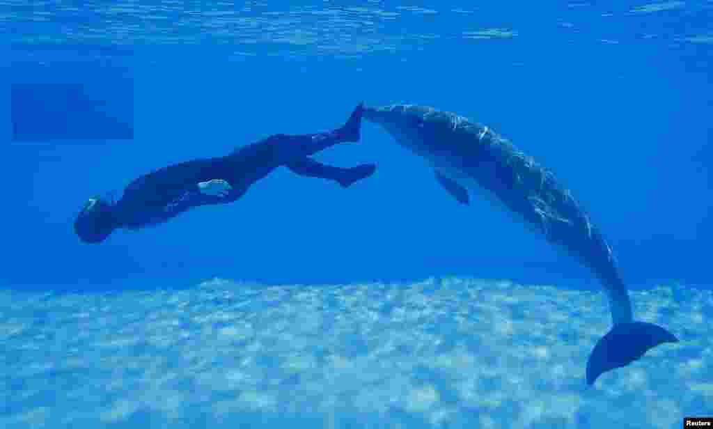 Simone Arrigoni của Ý cố gắng lập kỷ lục lặn tự do, trong khi được đẩy bởi một con cá heo, ở Torvaianica gần Rome, Ý.