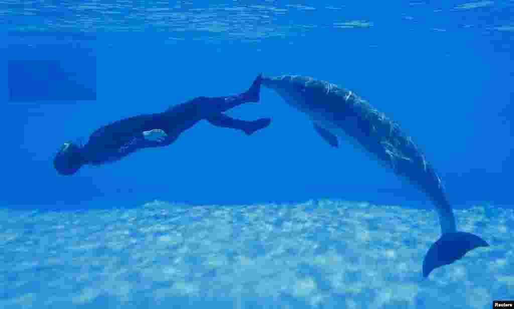 Simone Arrigoni of Italy attempts to set a free diving record, while being pushed by a dolphin, in Torvaianica near Rome, Italy.