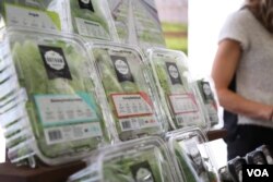 Gotham Greens hydroponic lettuce on display at Food Loves Tech in Brooklyn, Nov. 3, 2017. (T. Trinh/VOA)