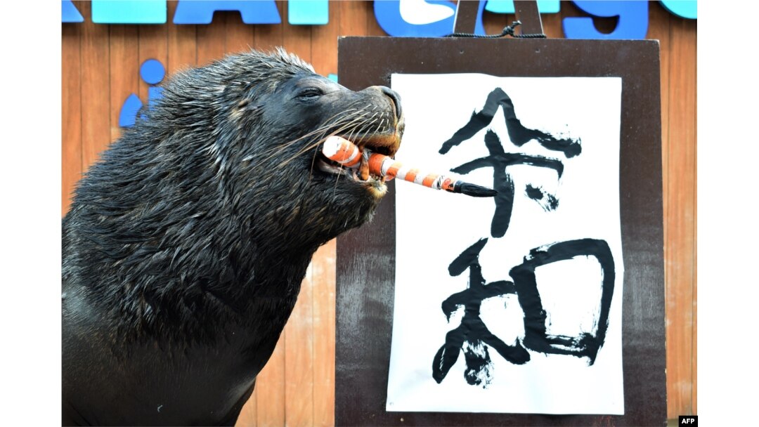 Singa laut bernama “Leo” berpose setelah menuliskan huruf kanji untuk nama era kekaisaran baru Jepang “Reiwa” dalam sebuah pertunjukan di hadapan para wartawan dan pengunjung taman di Hakkeijima Sea Paradise, di Yokohama, pinggiran Tokyo, 1 April 2019. (Foto: AFP)