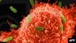 Analizë e re gjaku që dallon qelizat kanceroze