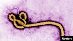 تصویر ویروس ایبولا