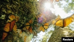 Cientos de mariposas monarca se alinean en un árbol en el Cerro del Campanario, en el santuario de Rosario en México.