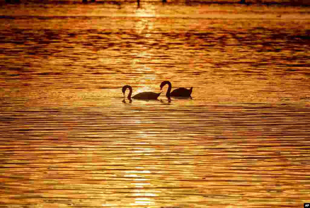 Swans swim in the lake of Constance, colored by the setting sun, near Constance, Germany.