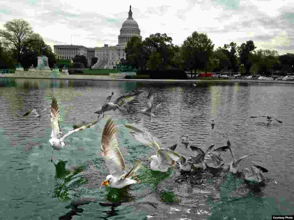 Burung-burung camar berebut makanan di sebuah kolam di depan gedung Capitol di Washington, DC.