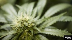 RUU Arizona yang baru ini, setelah disahkan, juga akan memperbolehkan pasien dalam kondisi tertentu, untuk menanam mariyuana sendiri.