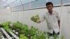 Mann Sophal says hydroponic farming is easier than traditional farming, but it does require some know-how about the equipment and the water.