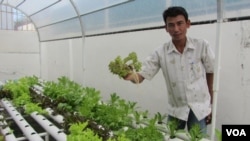 Mann Sophal grows cabbage, lettuce and tomato, all without soil.