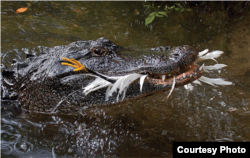 An American alligator chomps a snowy egret at the St Augustine Alligator Farm Zoological Park, Florida. (Don Specht)