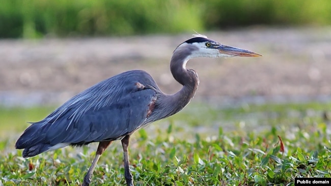 Blue Herons Are One Of Many Bird Species That Can Be Found In Rock Creek Park. They Are Tall With Long Legs And Can Reach A Height Of About 1.5 Meters.