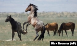 A wild horse jumps among others near Salt Lake City. Dry drought conditions in parts of the American West are threatening wild horses and forcing extreme measures to protect them.