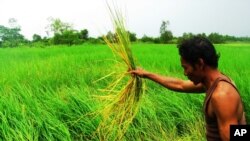 ျမစ္၀ကၽြန္းေပၚမွာ ေတာင္သူတဦး ဆန္စပါးရိတ္သိမ္းေနစဥ္