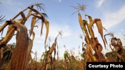 Failed maize crops in an area of Ghana which has suffered failed rains and rising temperatures. Sorghum, millet and cassava could become better options in large parts of Africa. (Neil Palmer/CIAT)