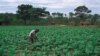 Drought Parches Four Zimbabwean Provinces, Devastating Harvest Hopes