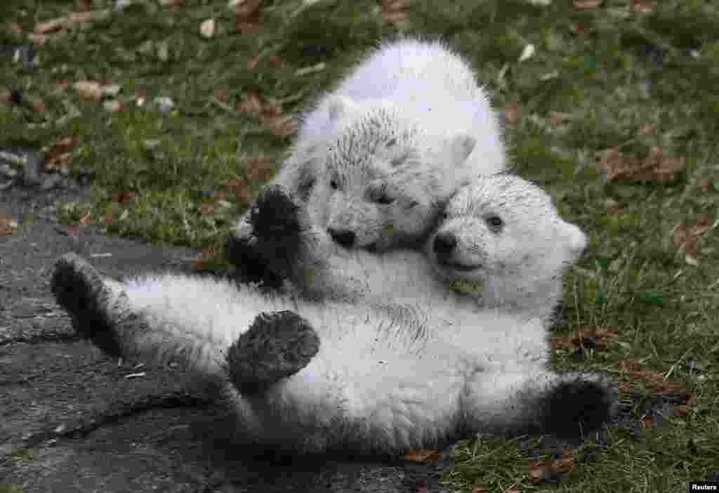 Twin polar bear cubs play outside in their enclosure at Tierpark Hellabrunn in Munich, Germany.