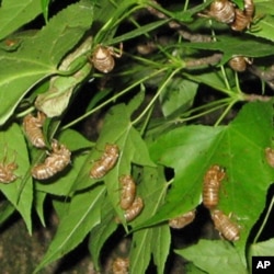 The nymphs climb up a bush or tree to molt during the night leaving their brown casings behind.