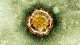 Una imagen de archivo de un coronavirus en el microscopio electrónico.