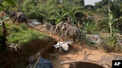 Pihak berwenang menaiki gajah menghancurkan rumah-rumah dan bangunan liar lainnya di Suaka Margasatwa Amchang di pinggiran Guwahati, Assam, India, Senin, 27 November 2017. 