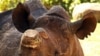 Nam Phi nghiên cứu kế hoạch cưa sừng đàn tê giác